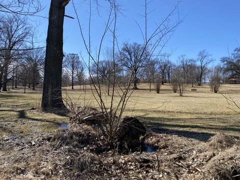 Dead tree in a park Stock Photos