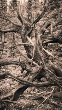 Dead tree patterns Stock Photos