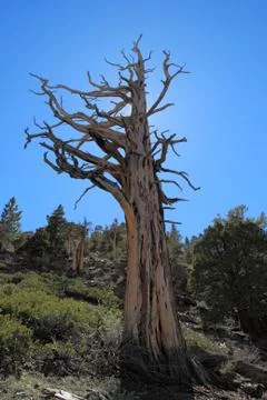 Dead tree Stock Photos