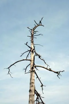 Dead tree Stock Photos