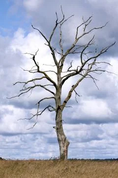 Dead tree Stock Photos