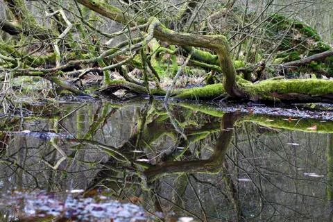 Dead tree 库存照片