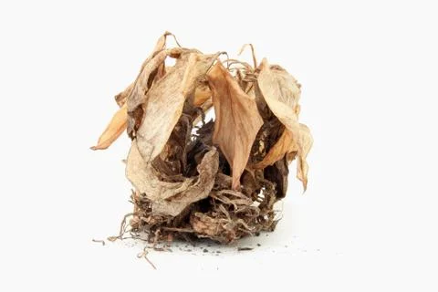 Dead tree Stockfoto's