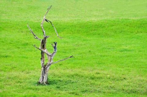Dead tree Stock Photos