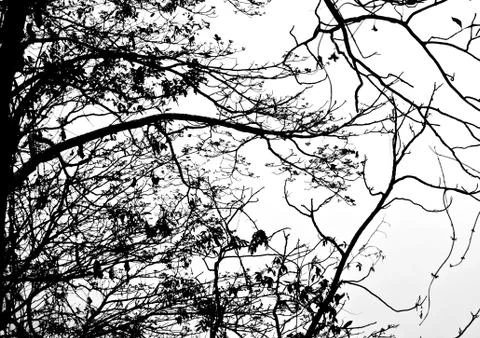 Dead tree Foto stock