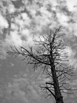 Dead tree Stock Photos