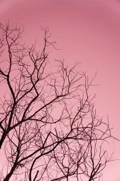 Dead tree Foto stock