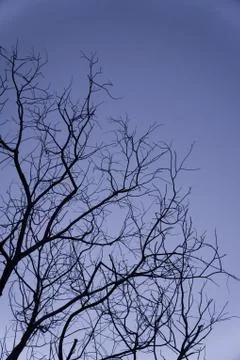 Dead tree Stock Photos