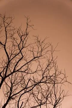 Dead tree Foto stock