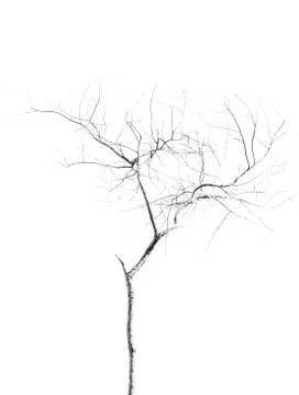 Dead tree Stock Photos