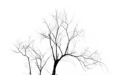 Dead tree Stock Photos