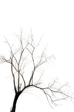Dead tree Foto stock