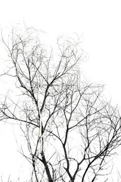 Dead tree Stock Photos