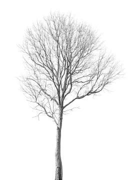 Dead tree Stock Photos