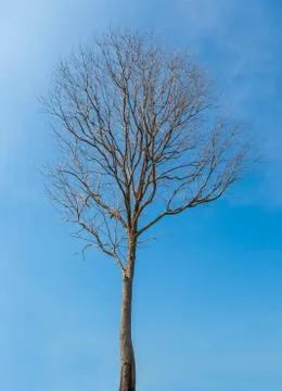 Dead tree Stock Photos