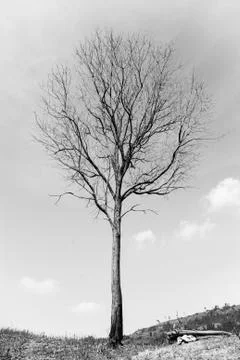 Dead tree Stock Photos
