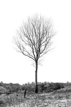 Dead tree Stock Photos