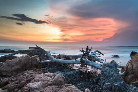 Dead tree Stock-Fotos