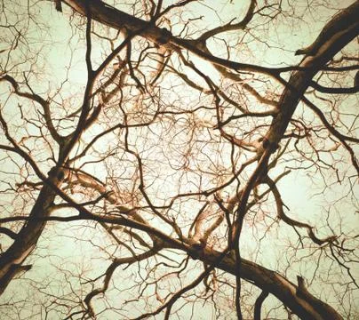 Dead tree Stock Photos