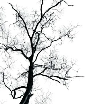 Dead tree Fotos de archivo