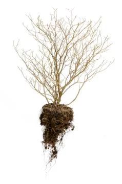 Dead tree Stock Photos