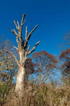 Dead tree Stock Photos