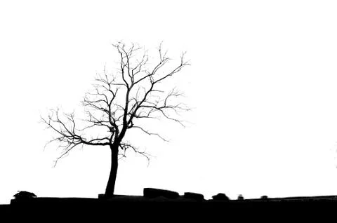 Dead tree Foto stock