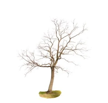Dead tree Foto stock