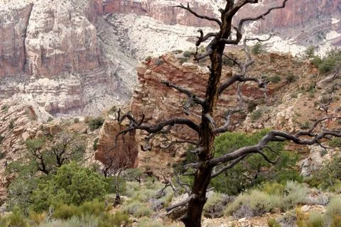 A dead tree Stock Photos