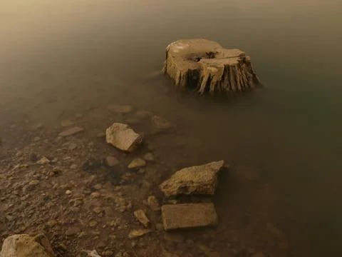 Dead tree Stock Photos