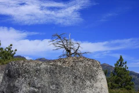 Dead tree Stock Photos