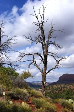 A dead tree Stock Photos