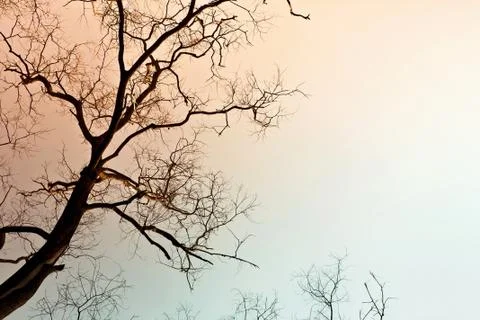 Dead tree Foto stock