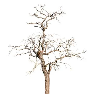 Dead tree Stock Photos