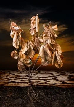 Dead tree Stock Photos