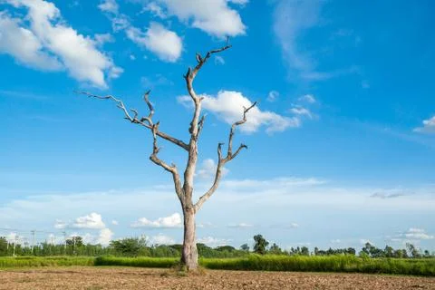 Dead tree Stock Photos
