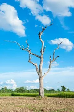 Dead tree Stock Photos