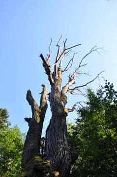 Dead tree Stock Photos