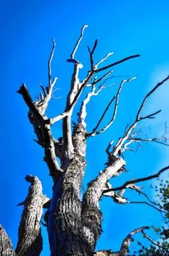 Dead tree Stock Photos