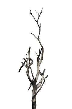 Dead tree Stock Photos