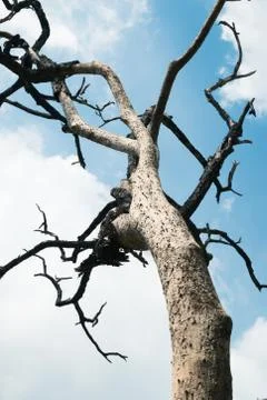 Dead tree Stock Photos
