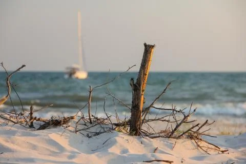 Dead tree Foto stock