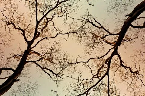 Dead Tree Foto stock