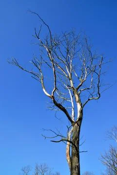 Dead tree Stock Photos