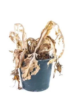 Dead tree Stock Photos