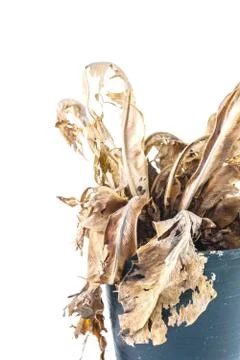 Dead tree Stock Photos