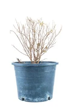 Dead tree Stock Photos