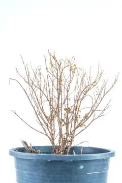 Dead tree Stock Photos