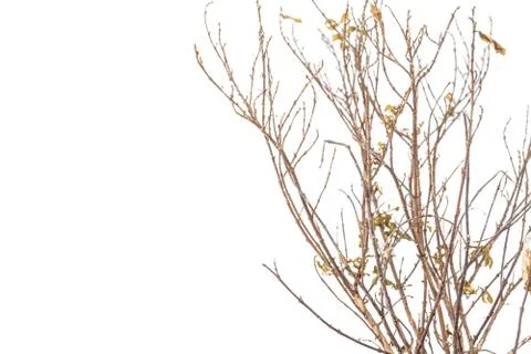 Dead tree Stock Photos