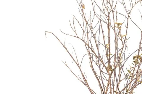 Dead tree Stock Photos